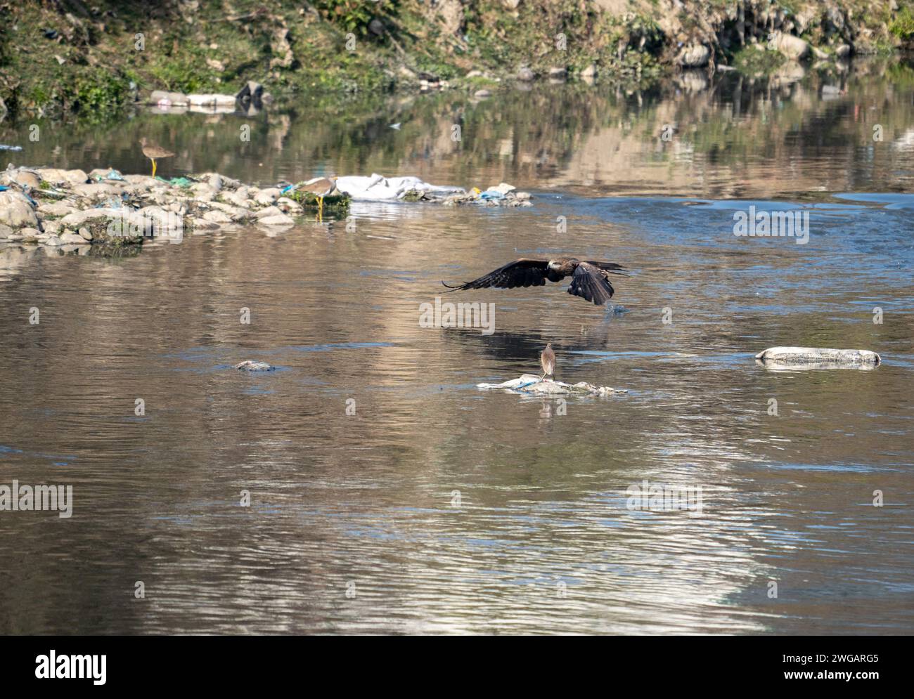 A bird flying over a polluted river. Stock Photo