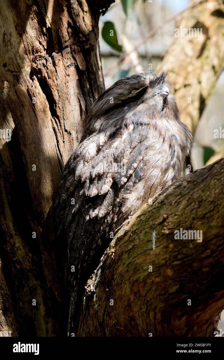 the tawny frogmouth is resting in the fork of a tree Stock Photo