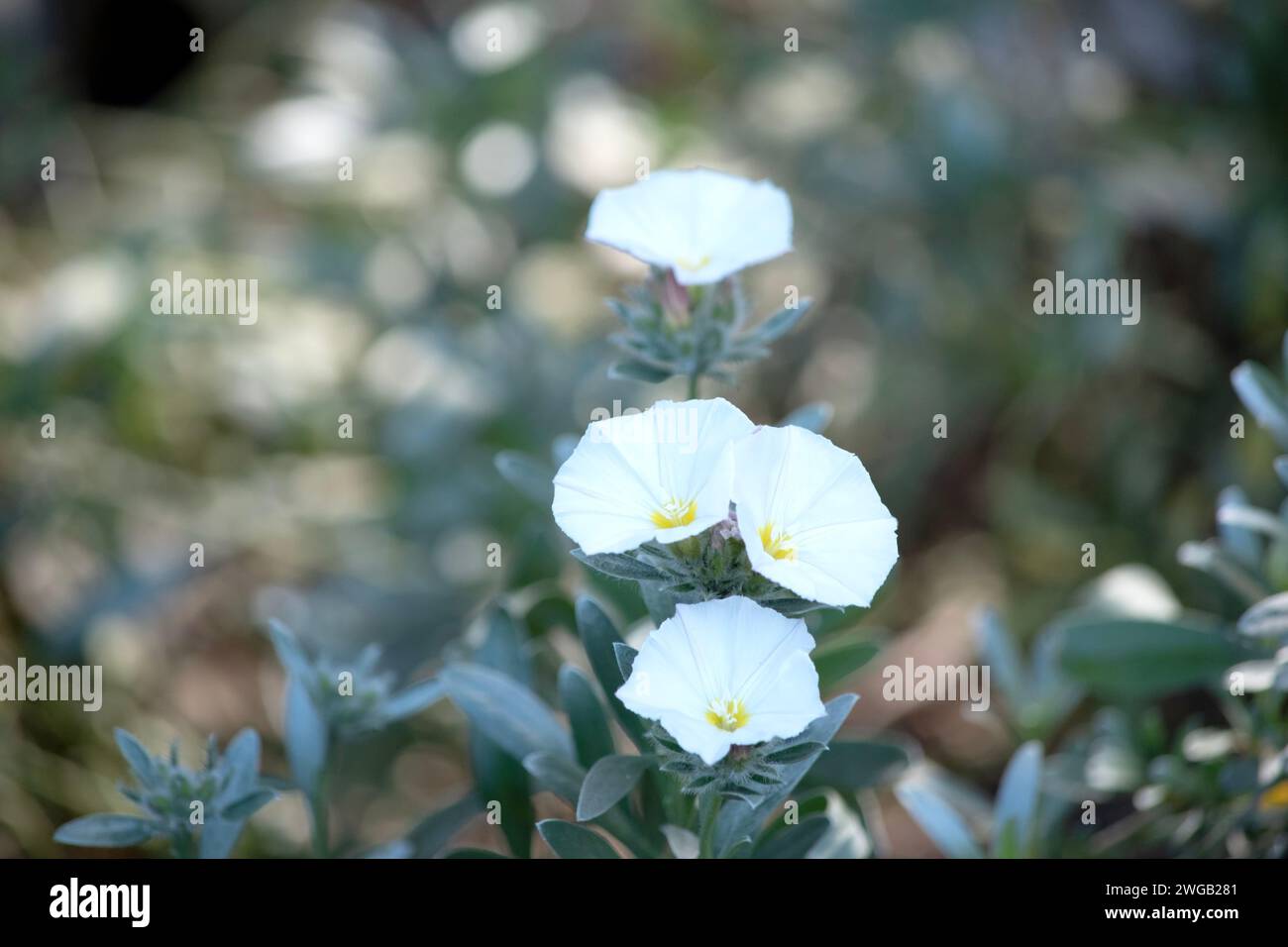 White flowers with a yellow center hi-res stock photography and images ...