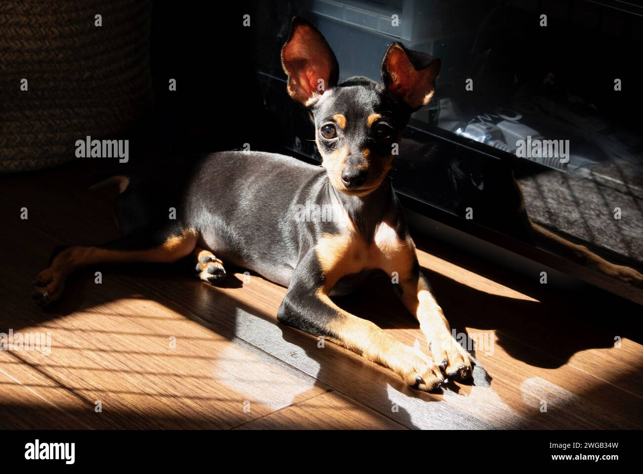 Miniature Pinscher in afternoon light Stock Photo - Alamy