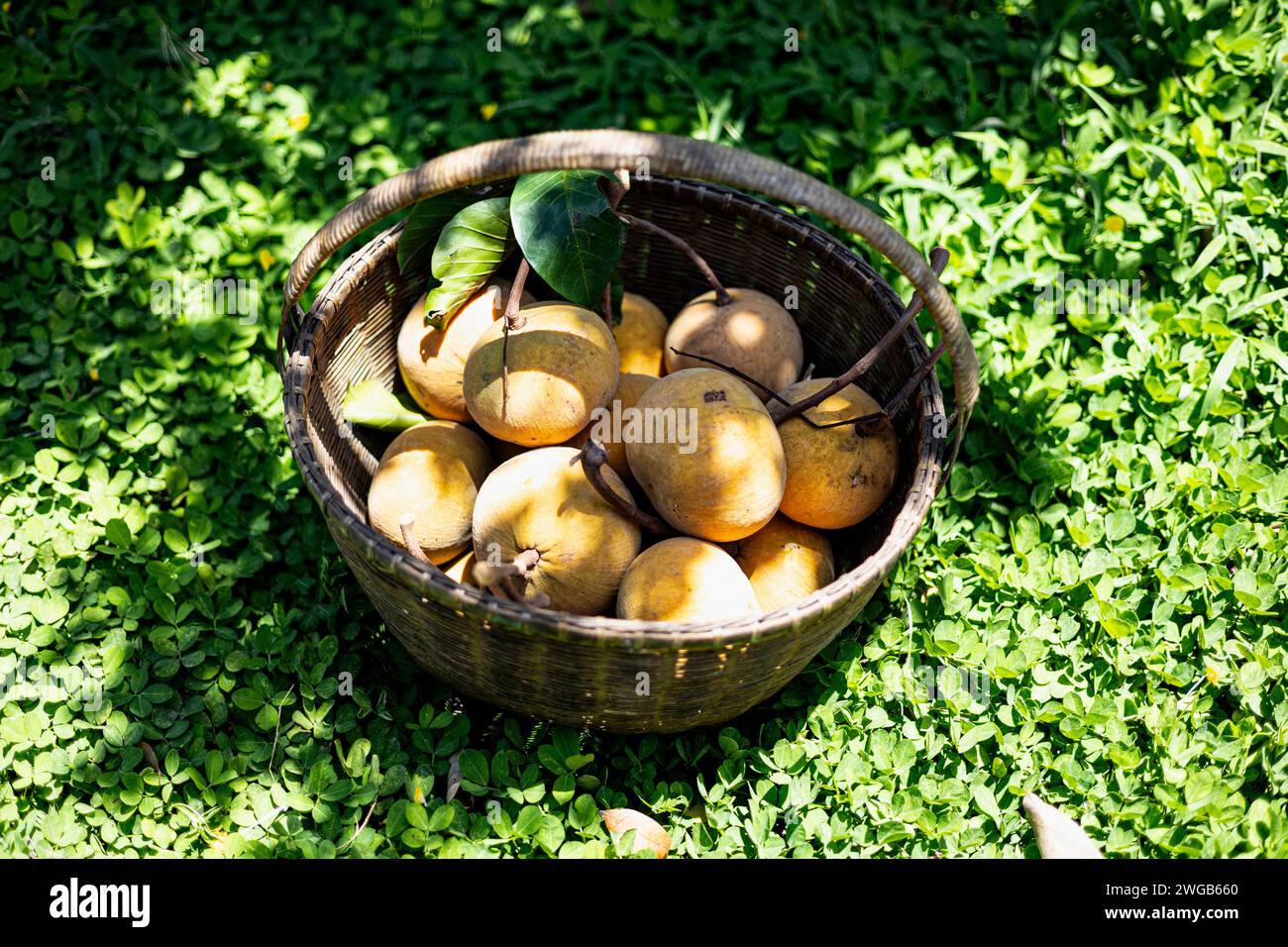 Heap of Santols in bamboo basket. Stock Photo