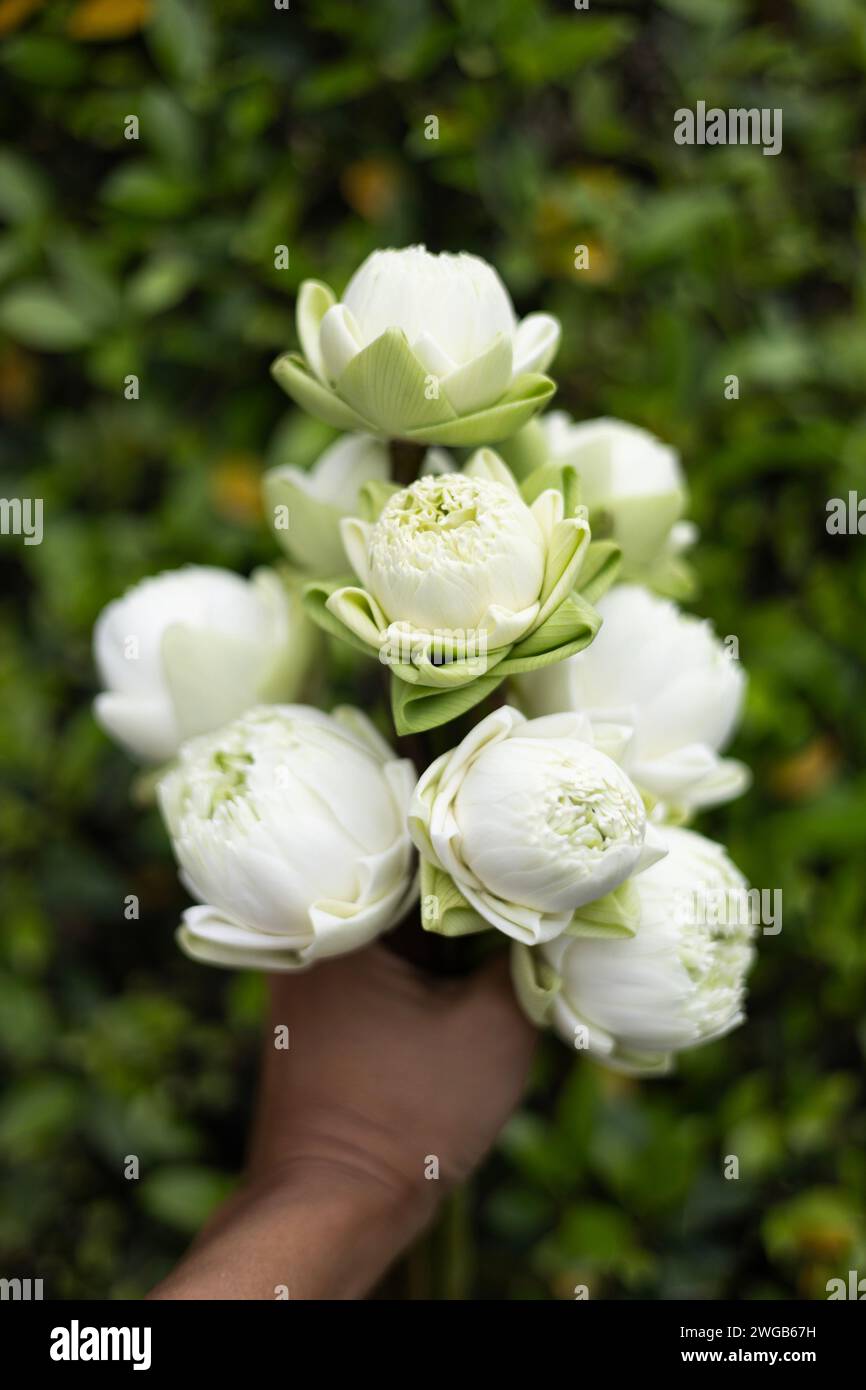 close up, many of white lotus bud in hand. Thai traditional style. Stock Photo