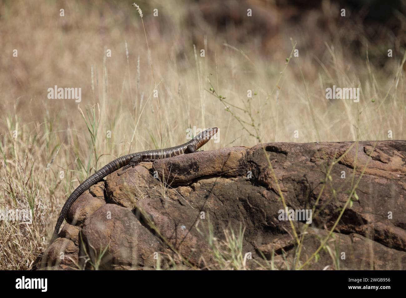 Giant plated lizard gerrhosaurus validus hi-res stock photography and ...