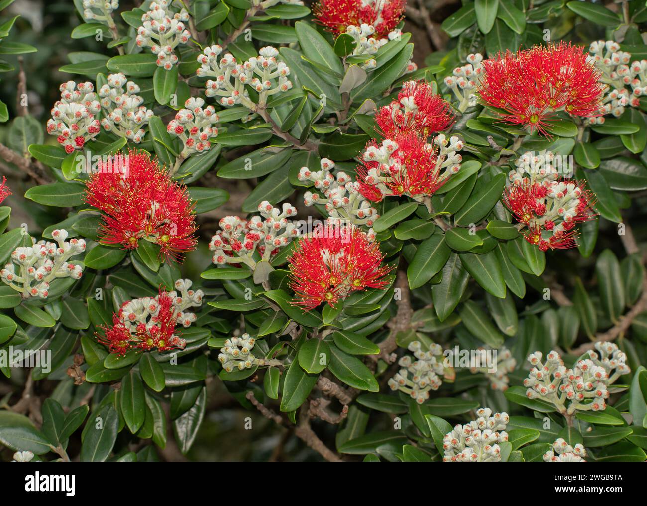 New Zealand Christmas tree, Metrosideros excelsa in full flower in midsummer. Stock Photo