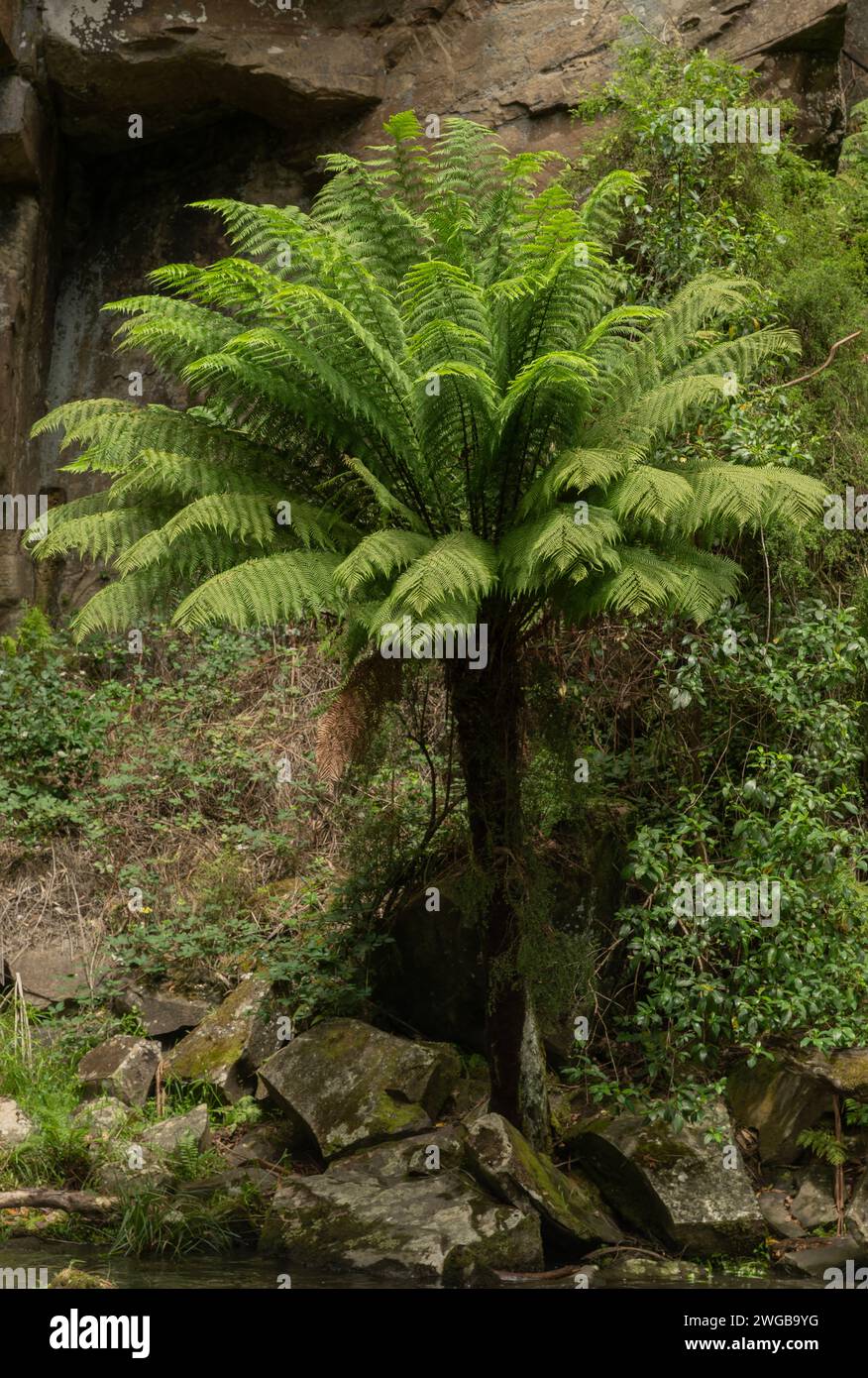 Soft tree fern, Dicksonia antarctica, at the base of the Phantom Falls, on the St George River, Great Otway National Park, Victoria, Australia. Stock Photo