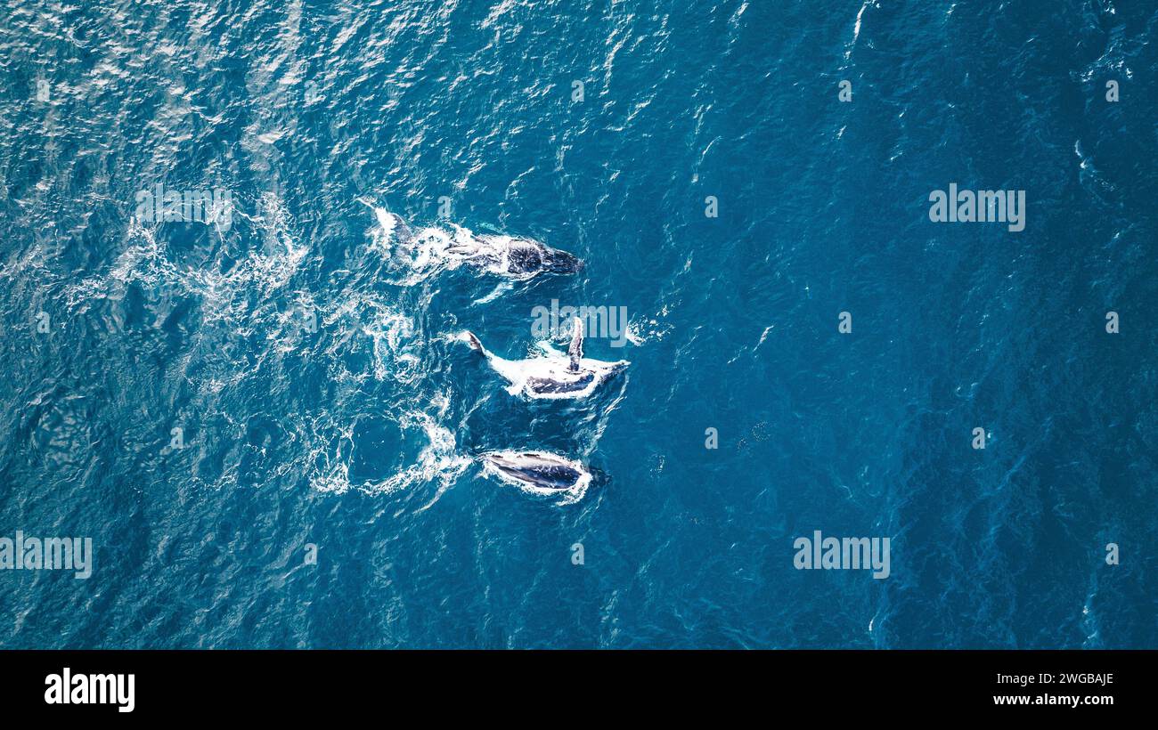 Whales breaching water ocean hi-res stock photography and images - Alamy