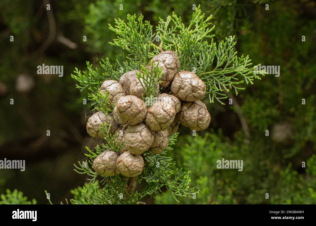 Female cones of Funereal cypress or Italian cypress, Cupressus sempervirens. Stock Photo