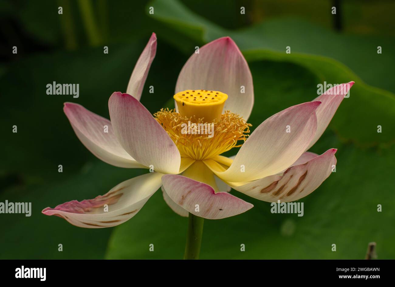 Flower of Sacred lotus, Nelumbo nucifera, beginning to ripen into fruit. Stock Photo