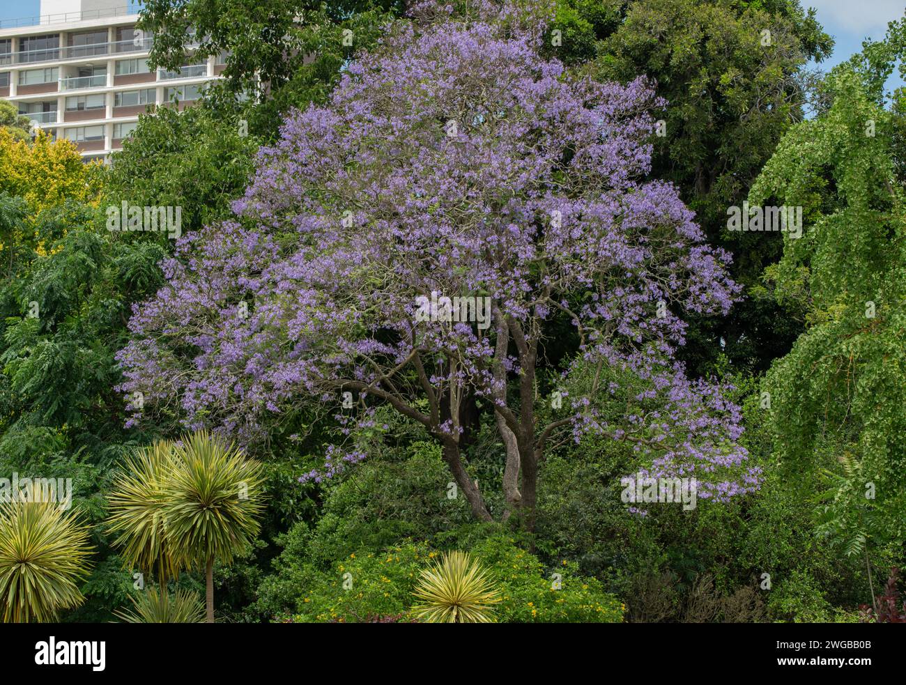 Jacaranda tree, Jacaranda mimosifolia, in flower in cultivation, Melbourne, Australia. Stock Photo