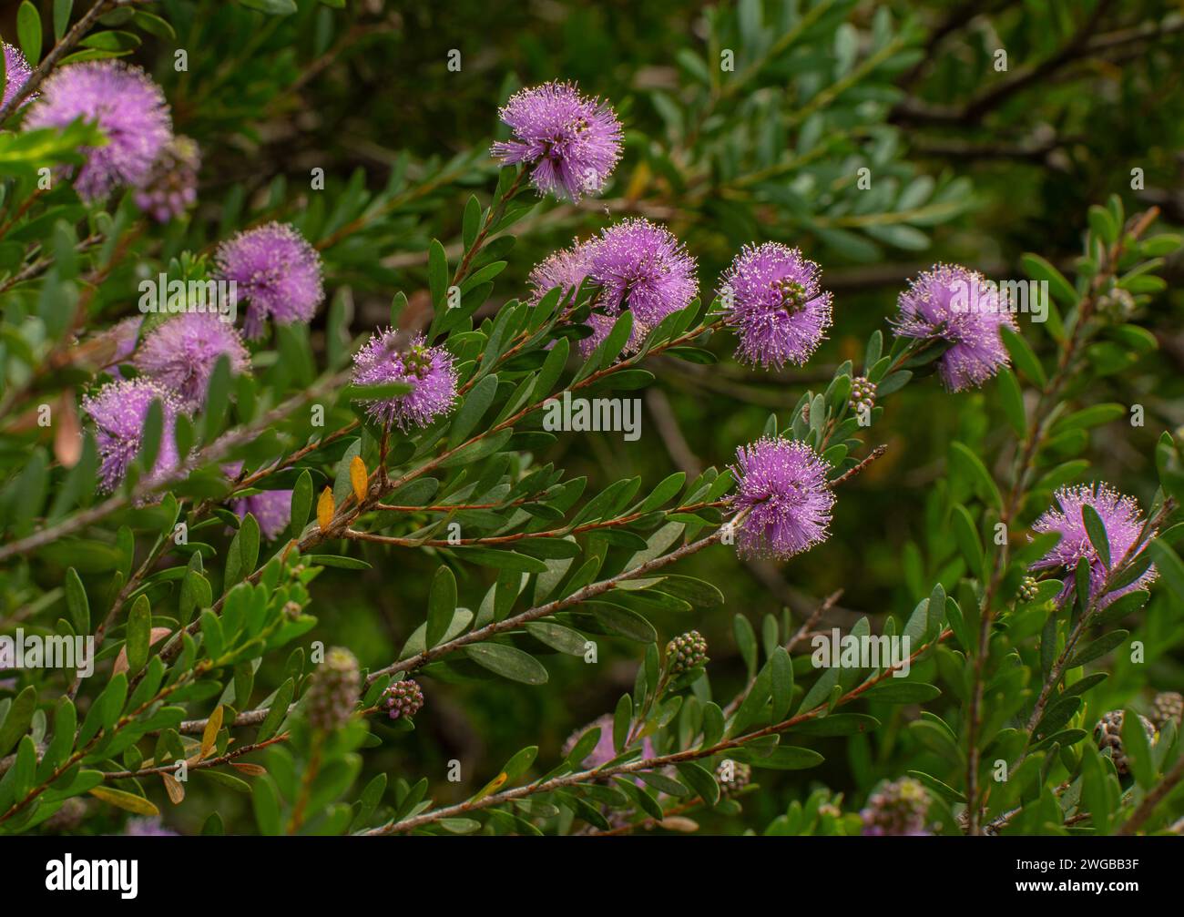 Showy honey-myrtle, Melaleuca nesophila, in flower in scrub, Western Australia. Stock Photo