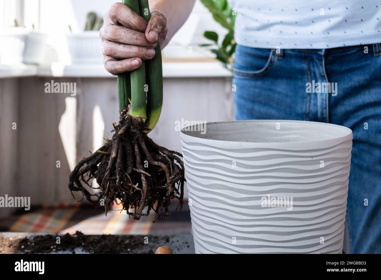 Man doing replant zamioculcas to new pot at home. Cleaning roots. Pulling plant with roots from pot, close-up. Florist gardening at home. Leisure free time hobby Stock Photo