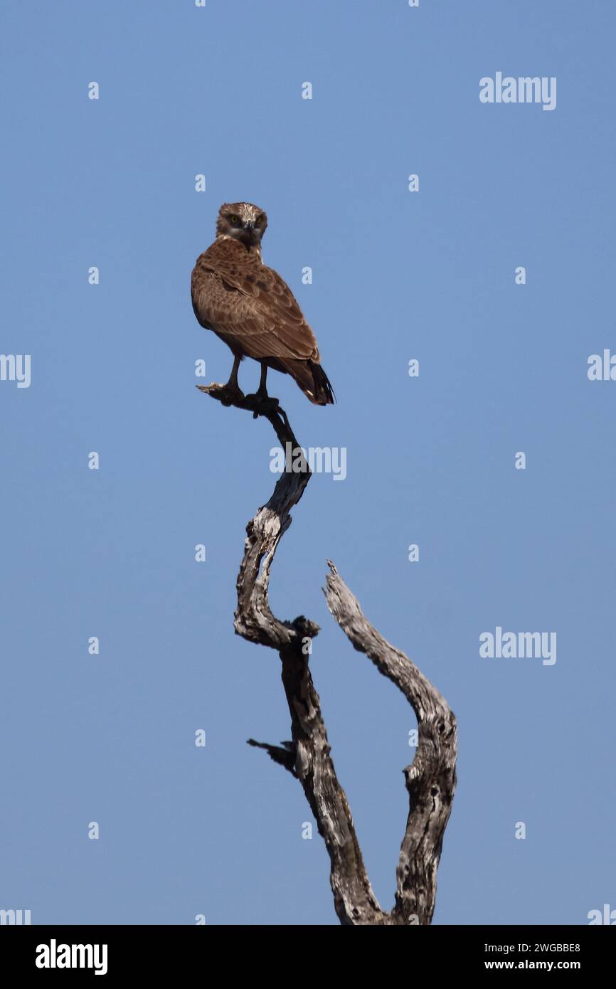 Adler Snake Hi-res Stock Photography And Images - Alamy