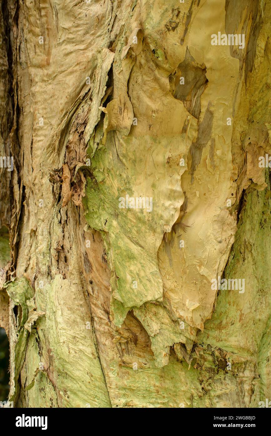 The papery bark of Prickly-leaved paperbark, Melaleuca styphelioides; eastern Australia. Stock Photo