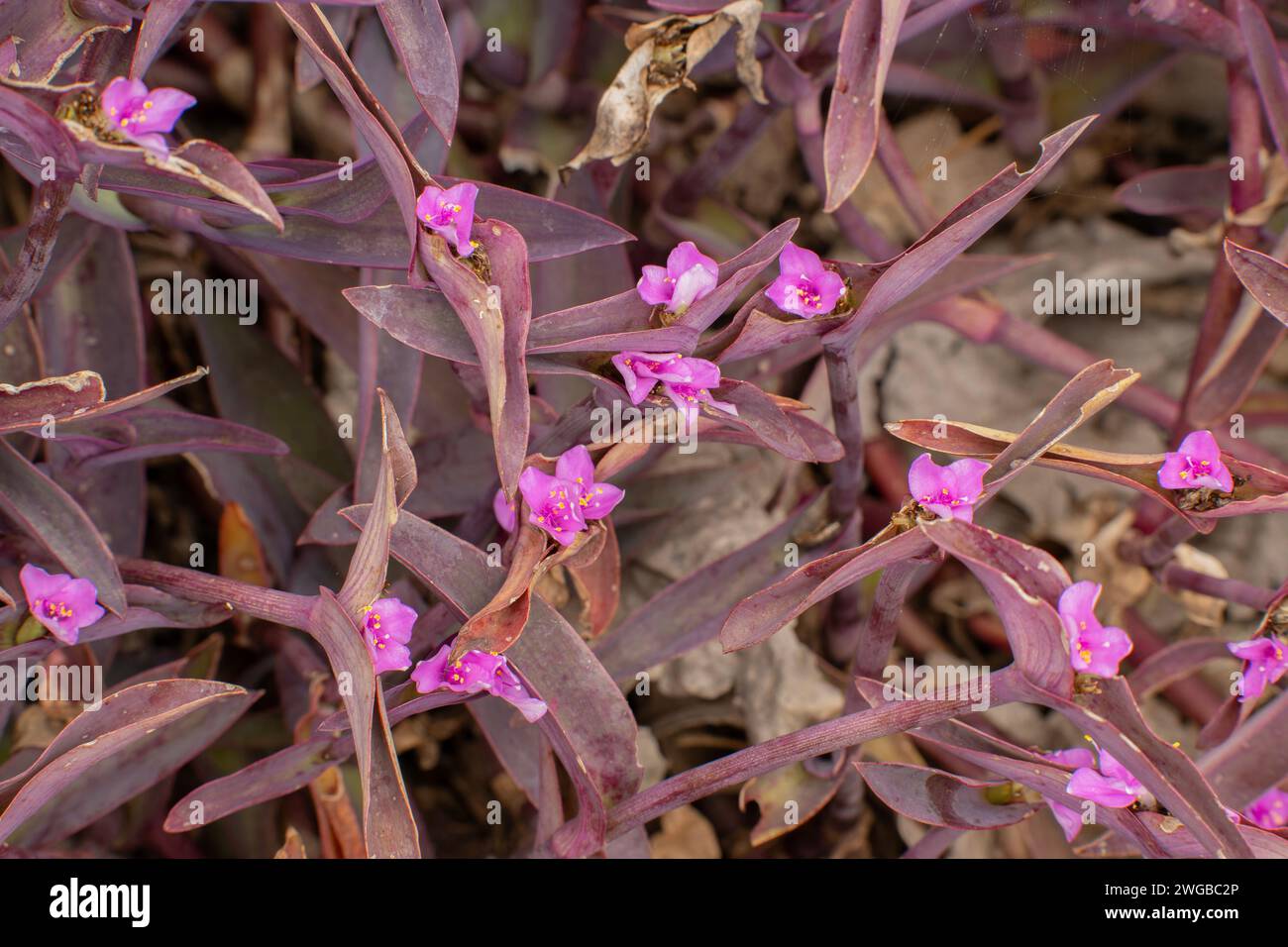 Purple spiderwort, Tradescantia pallida 'Purpurea', in flower in cultivation. Stock Photo
