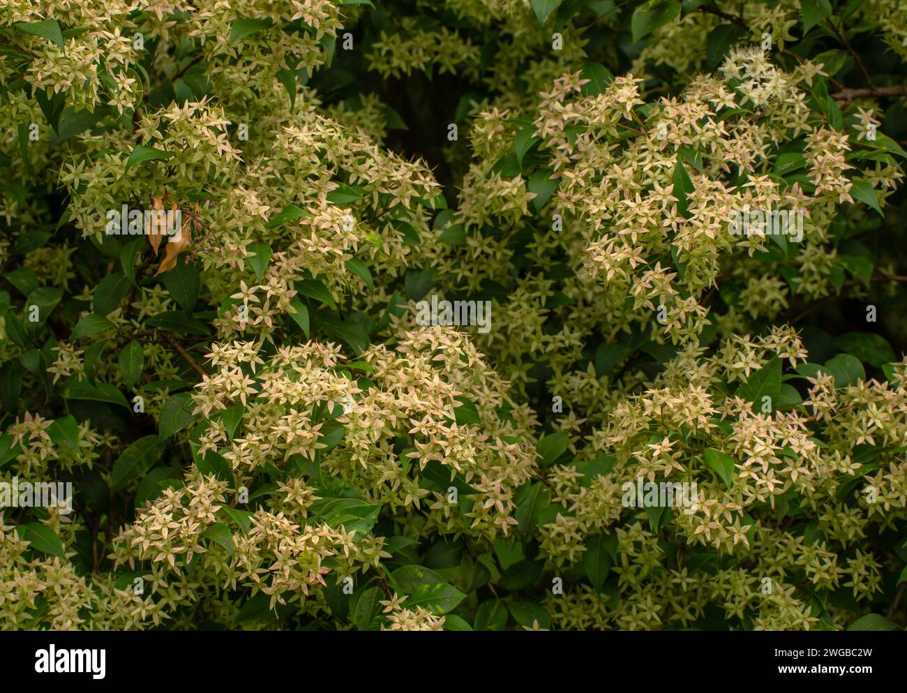 Grey myrtle, Backhousia myrtifolia, in full flower. Rainforest, Eastern Australia. Stock Photo