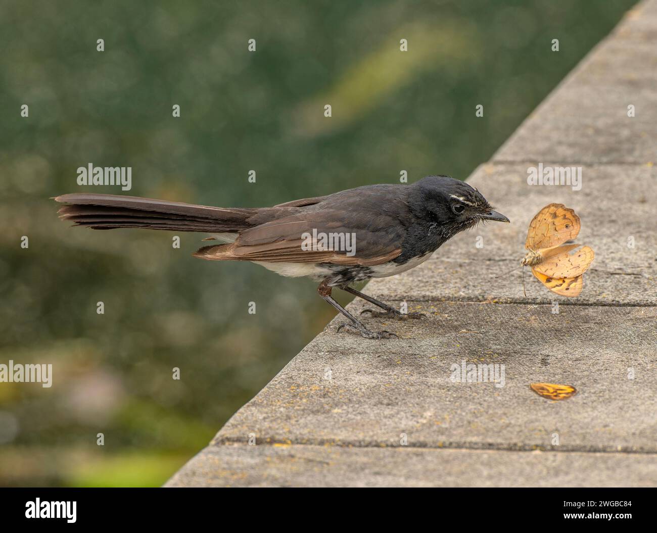 Willie wagtail, Rhipidura leucophrys, killing and feeding on newly-caught butterfly. Melbourne. Stock Photo