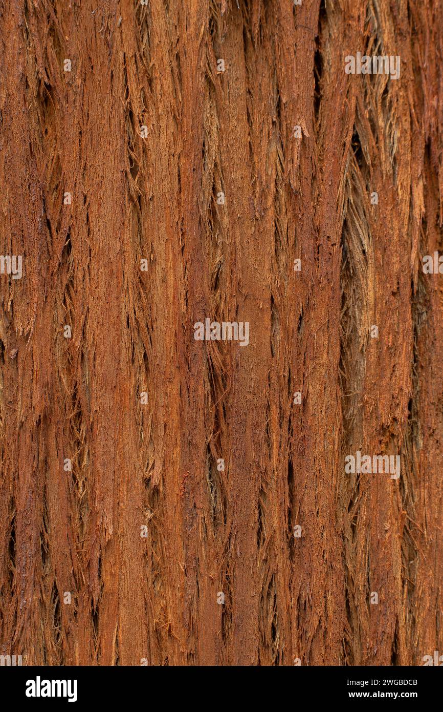 Tasmanian oak hi-res stock photography and images - Alamy