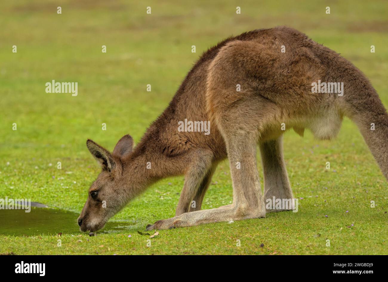 Forester kangaroo, Macropus giganteus tasmaniensis, drinking in