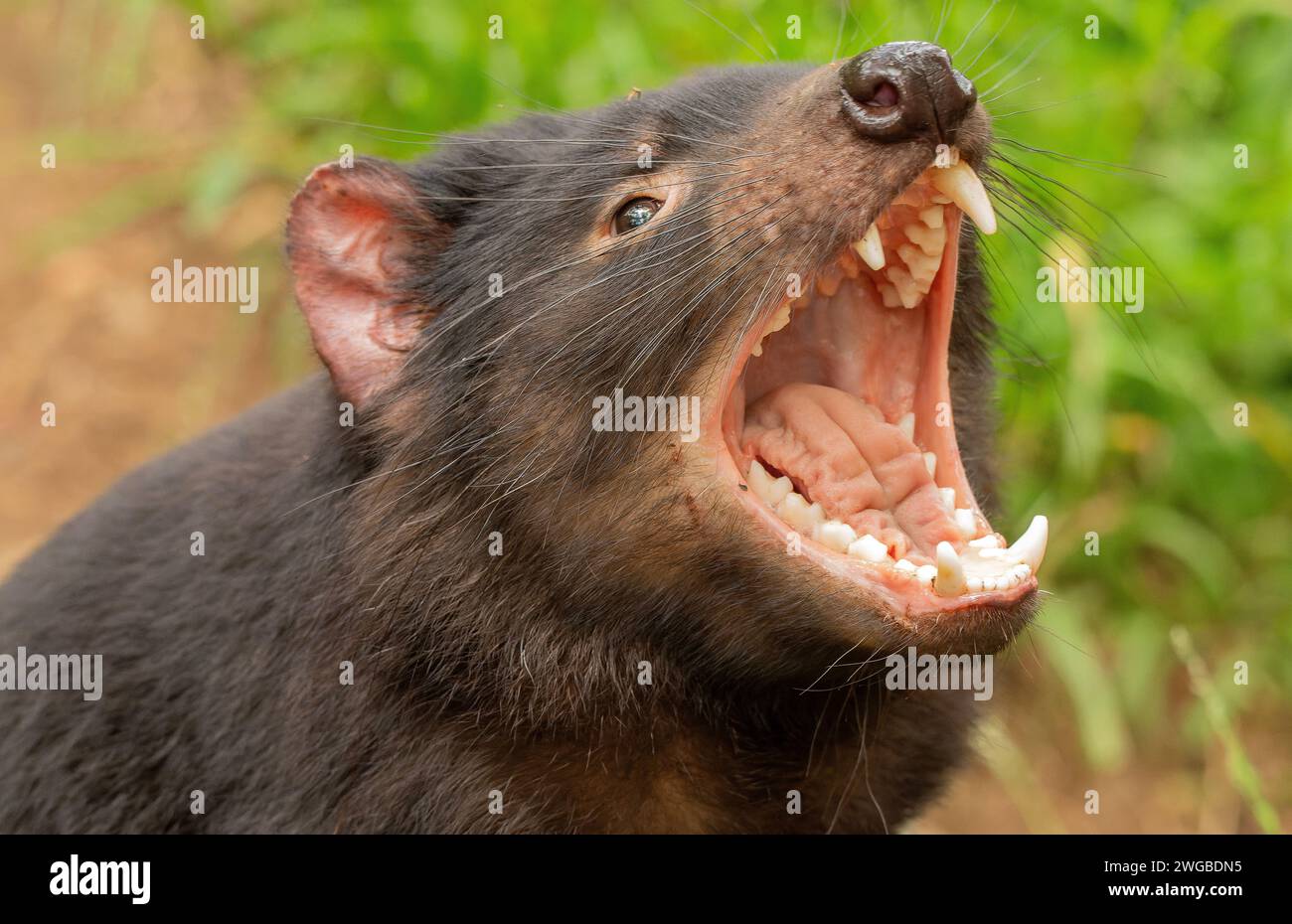 Tasmanian devil, Sarcophilus harrisii, yawning or baring its teeth. Tasmania. Stock Photo