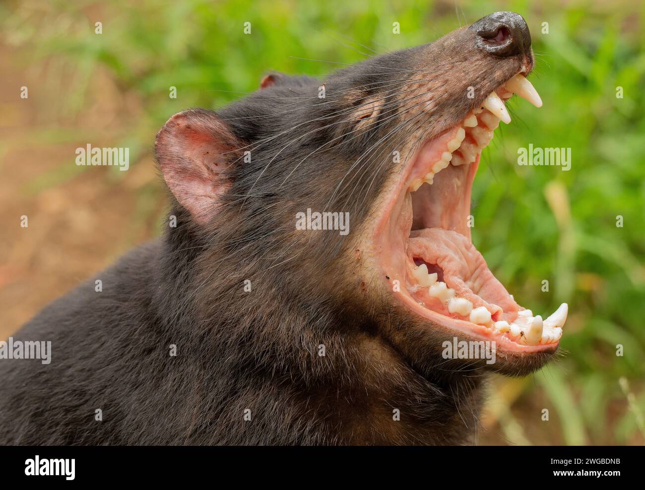Tasmanian devil, Sarcophilus harrisii, yawning or baring its teeth. Tasmania. Stock Photo