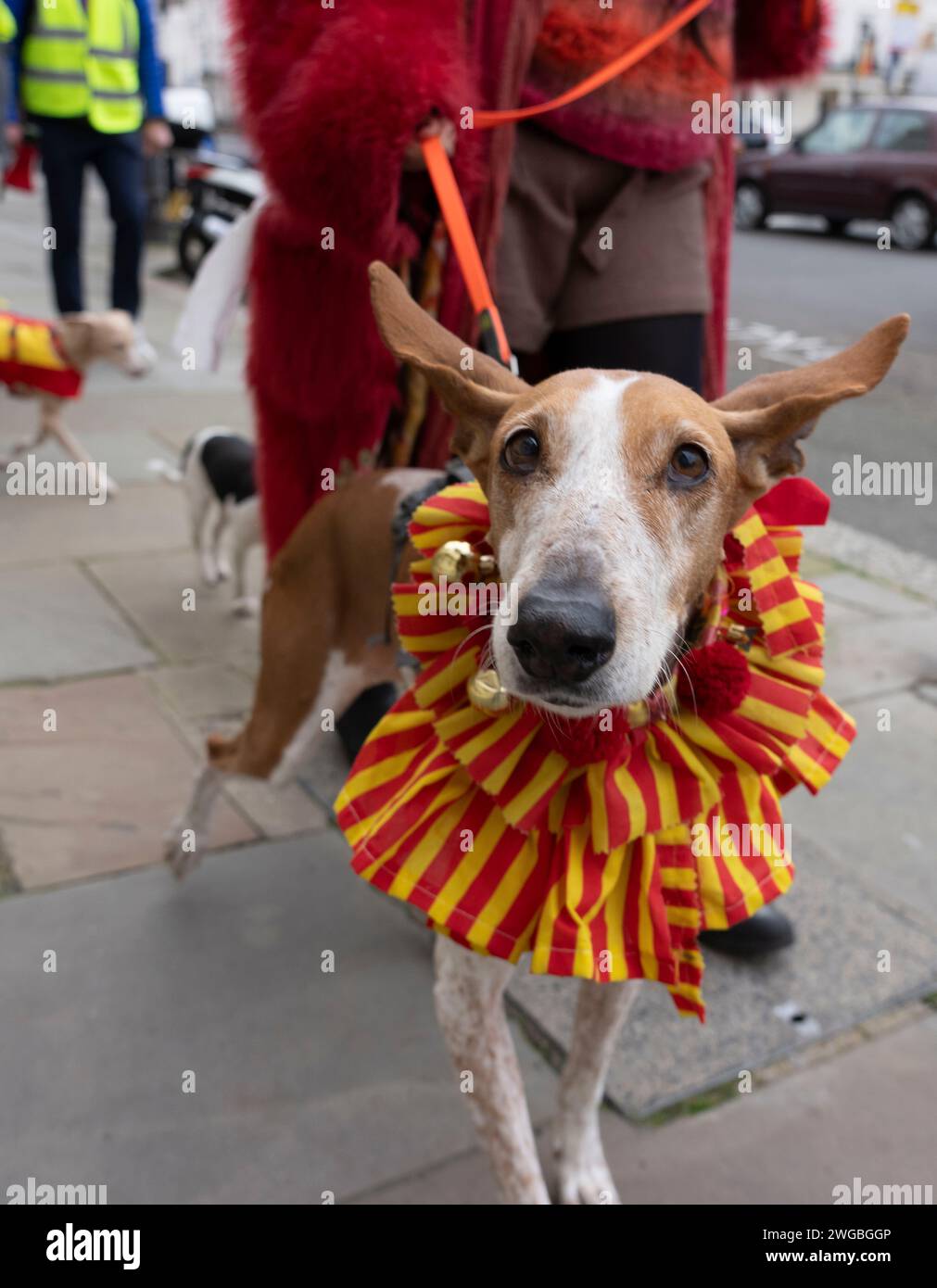 Hundreds of people from across the UK and their Spanish rescue dogs ...