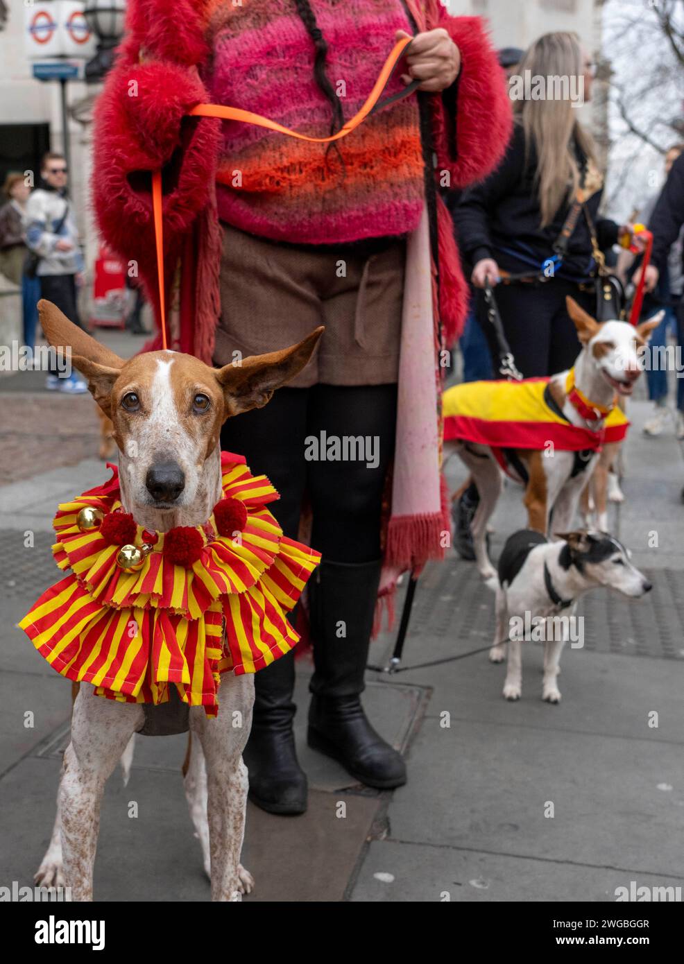 Hundreds of people from across the UK and their Spanish rescue dogs ...