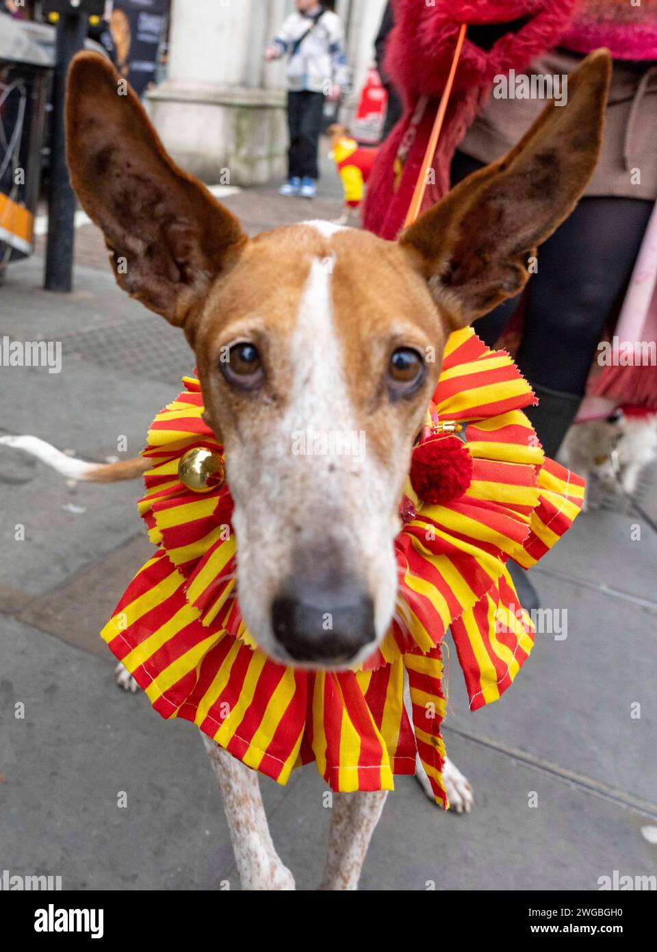 Hundreds of people from across the UK and their Spanish rescue dogs ...