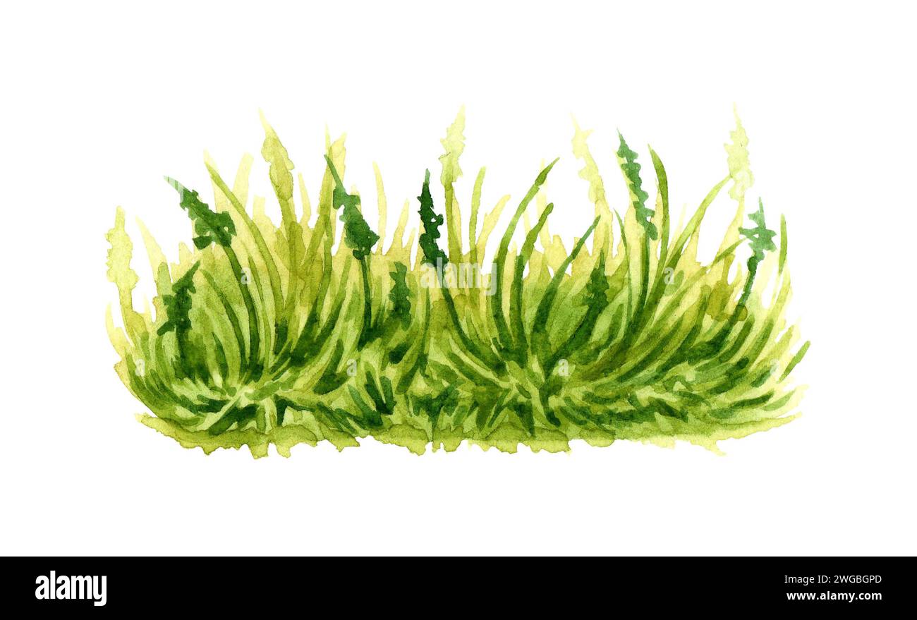 Watercolor illustration of green fluffy grass. Element of natural lawn