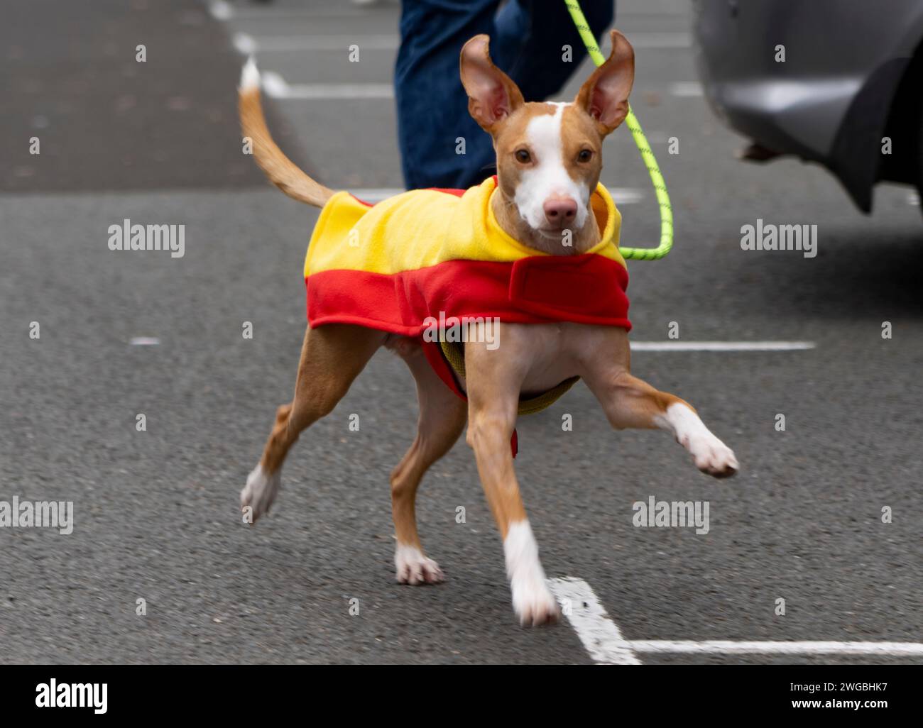 Hundreds of people from across the UK and their Spanish rescue dogs ...