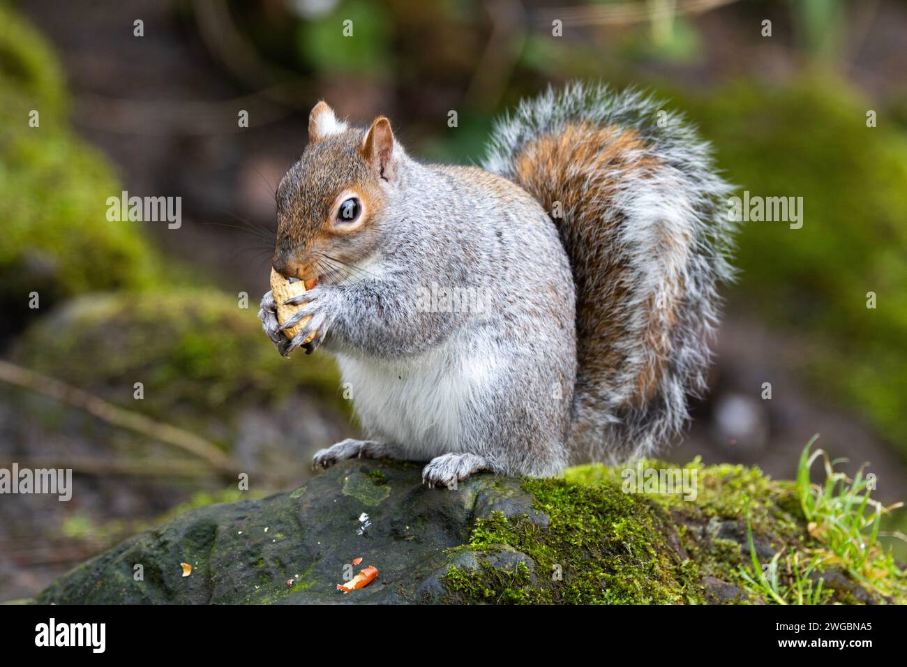 The Grey Squirrel was introduced to the UK from North America and has