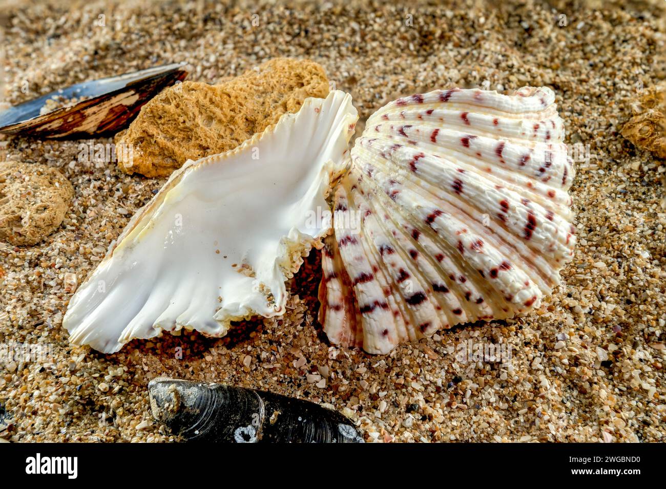 Hippopus hippopus sea shell on a yellow sand Stock Photo