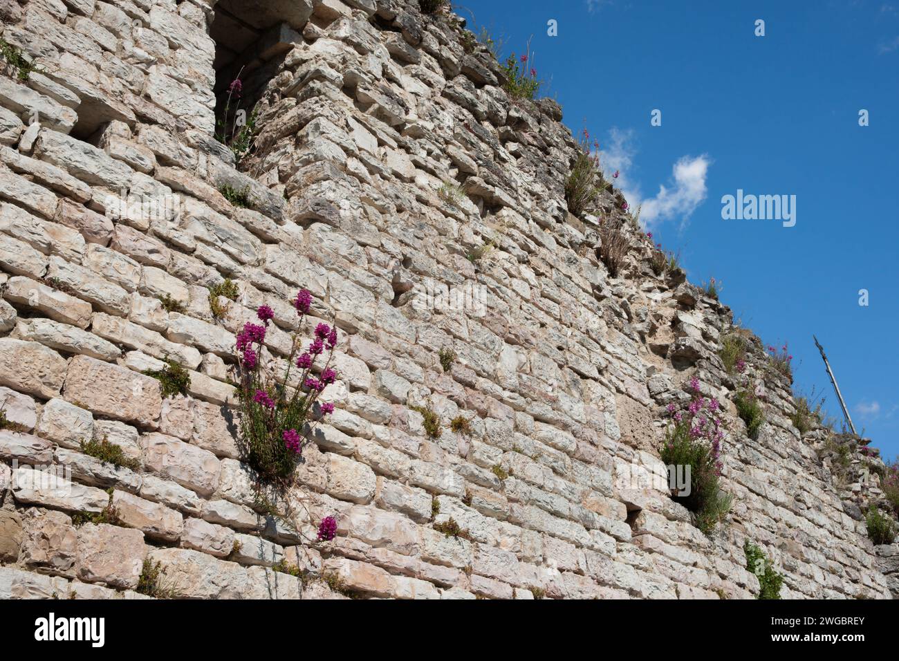 Weeds growing from wall hi-res stock photography and images - Alamy