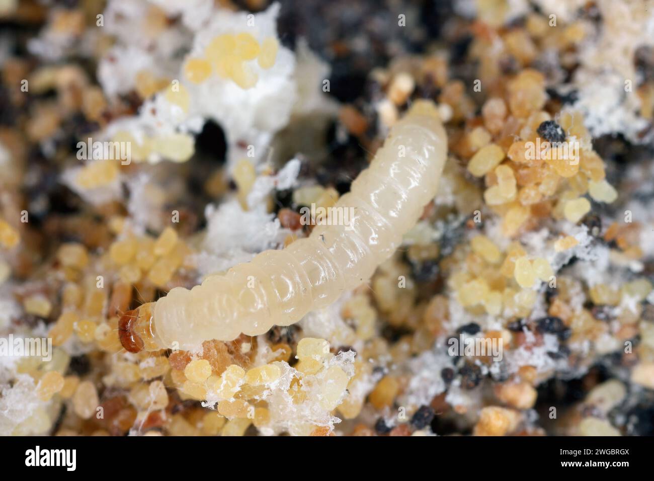 European grain worm or European grain moth (Nemapogon granella