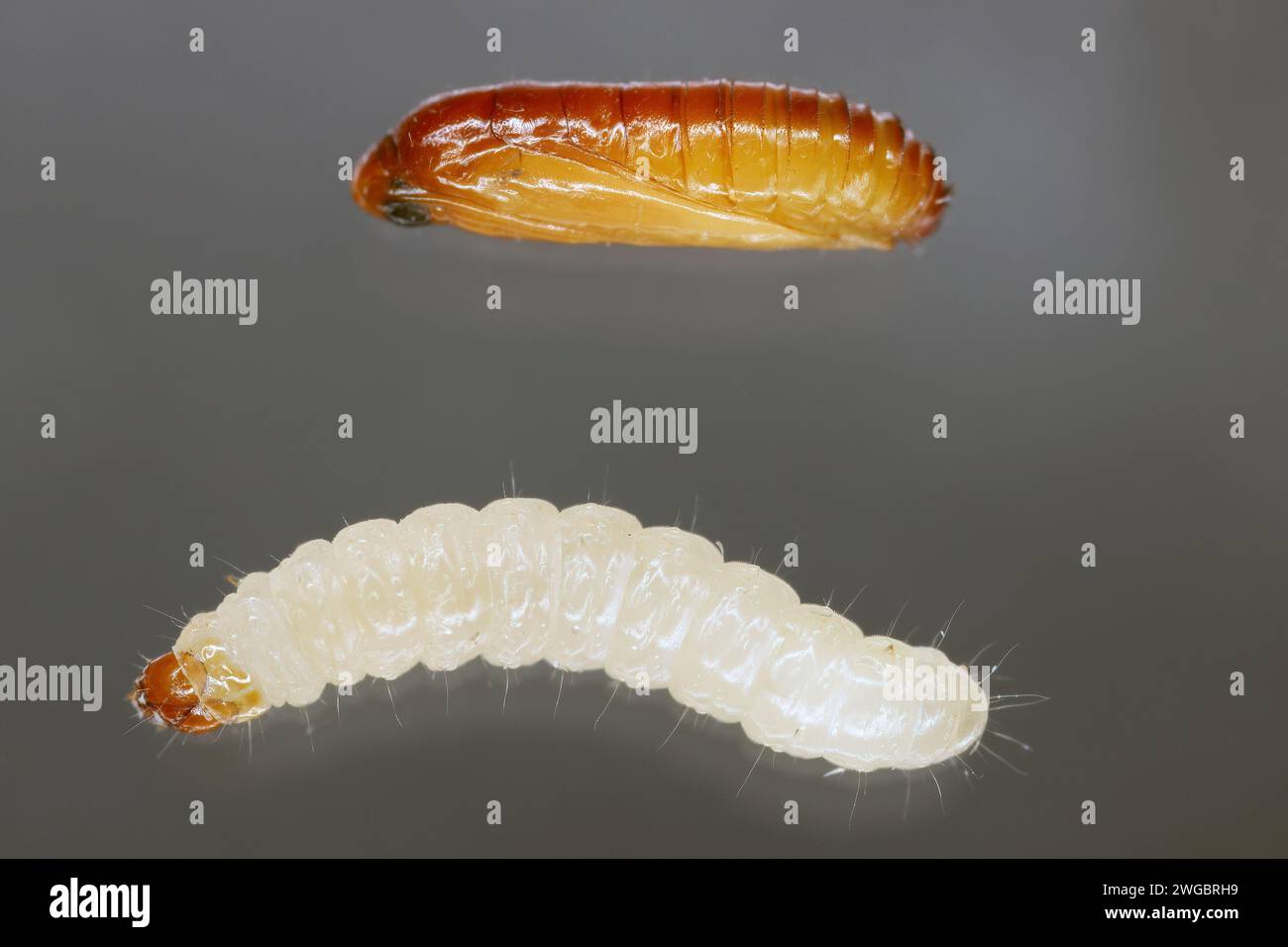 European grain worm or European grain moth (Nemapogon granella). Developmental stages - pupa and caterpillar. Stock Photo