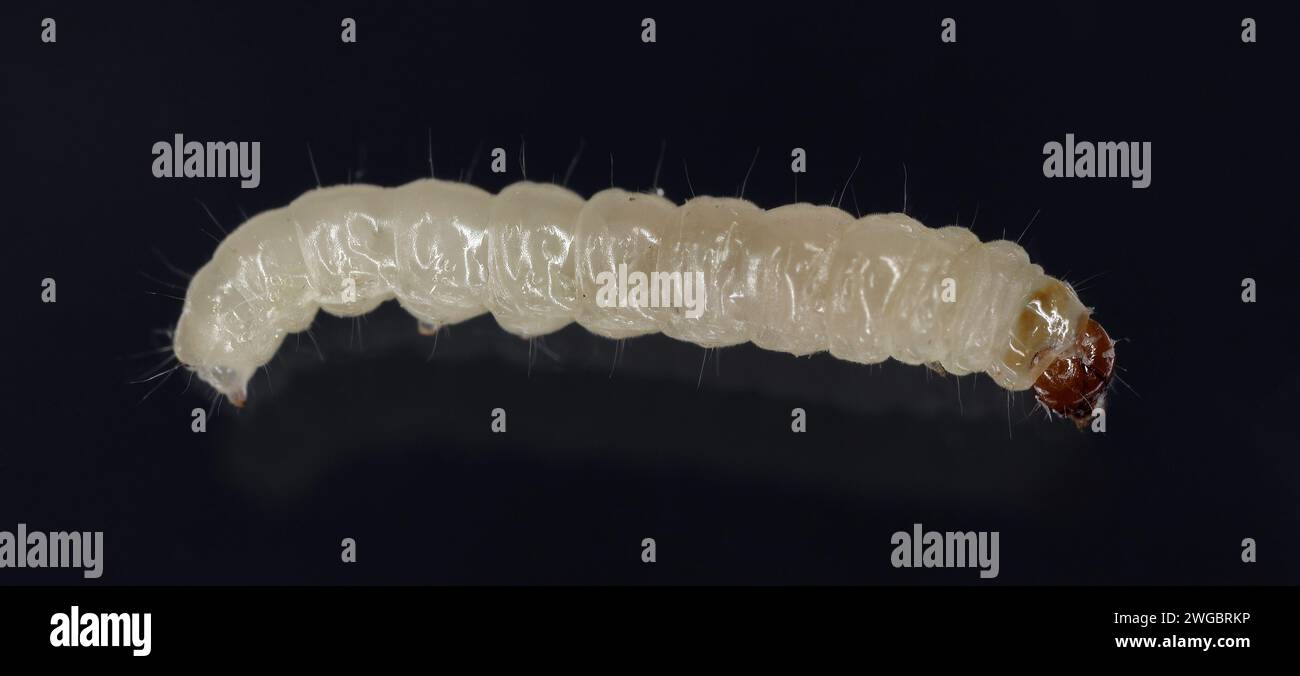 European grain worm or European grain moth (Nemapogon granella). Caterpillar - larva. Stock Photo