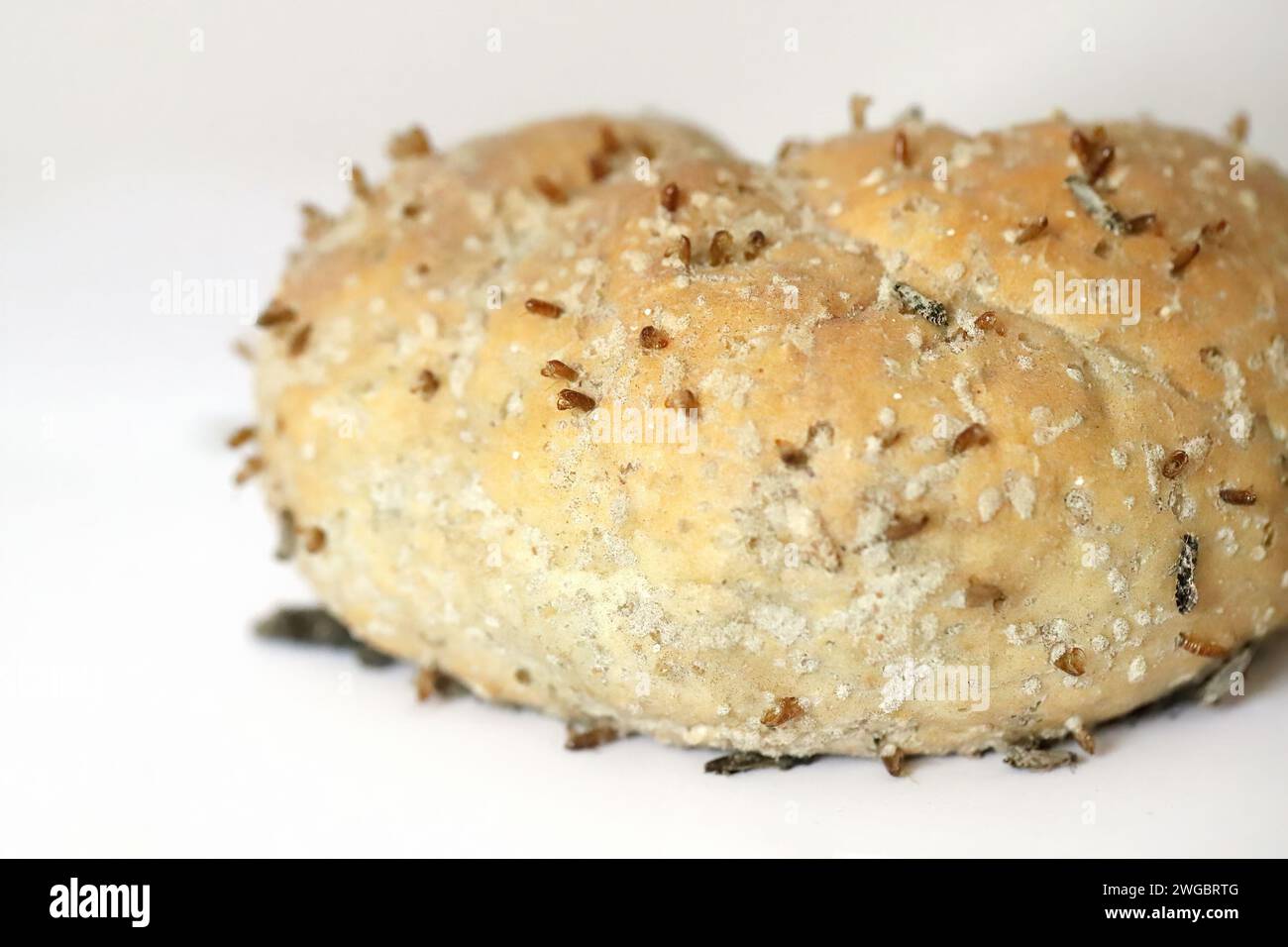 European grain worm or European grain moth (Nemapogon granella). Bread, rolls destroyed by pest. Stock Photo