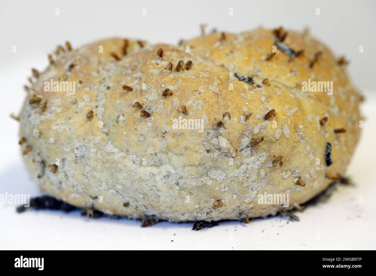 European grain worm or European grain moth (Nemapogon granella). Bread, rolls destroyed by pest. Stock Photo