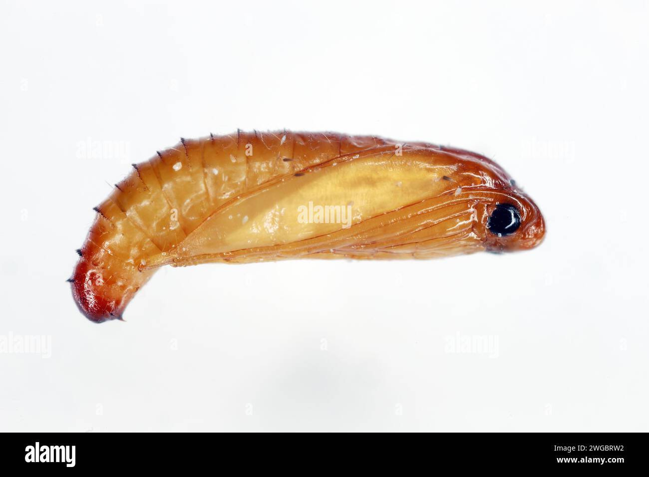 European grain worm or European grain moth (Nemapogon granella). Developmental stage - pupa. Stock Photo
