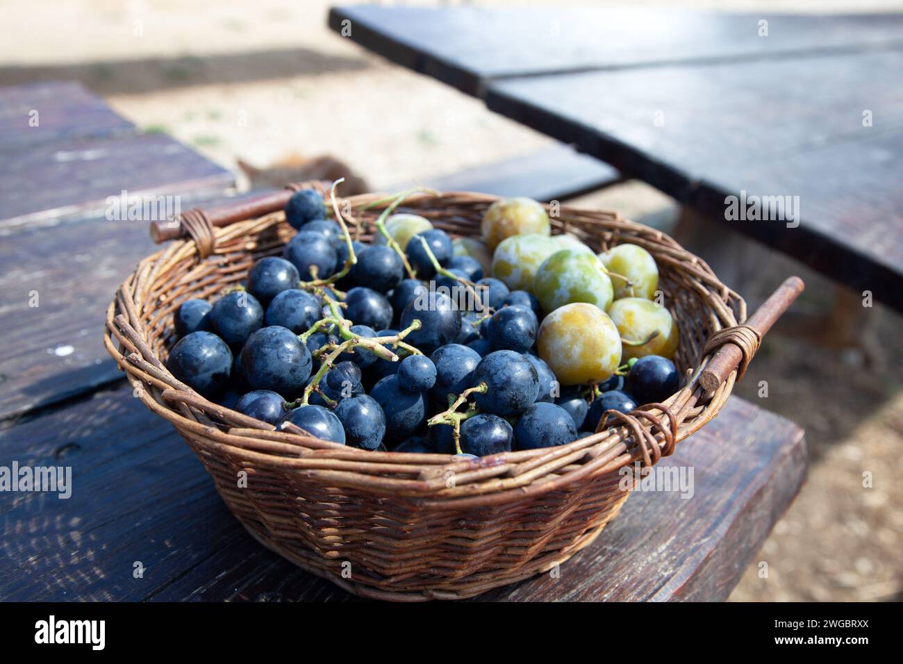 Close-up of a basket filled with black grapes and green plums Stock Photo