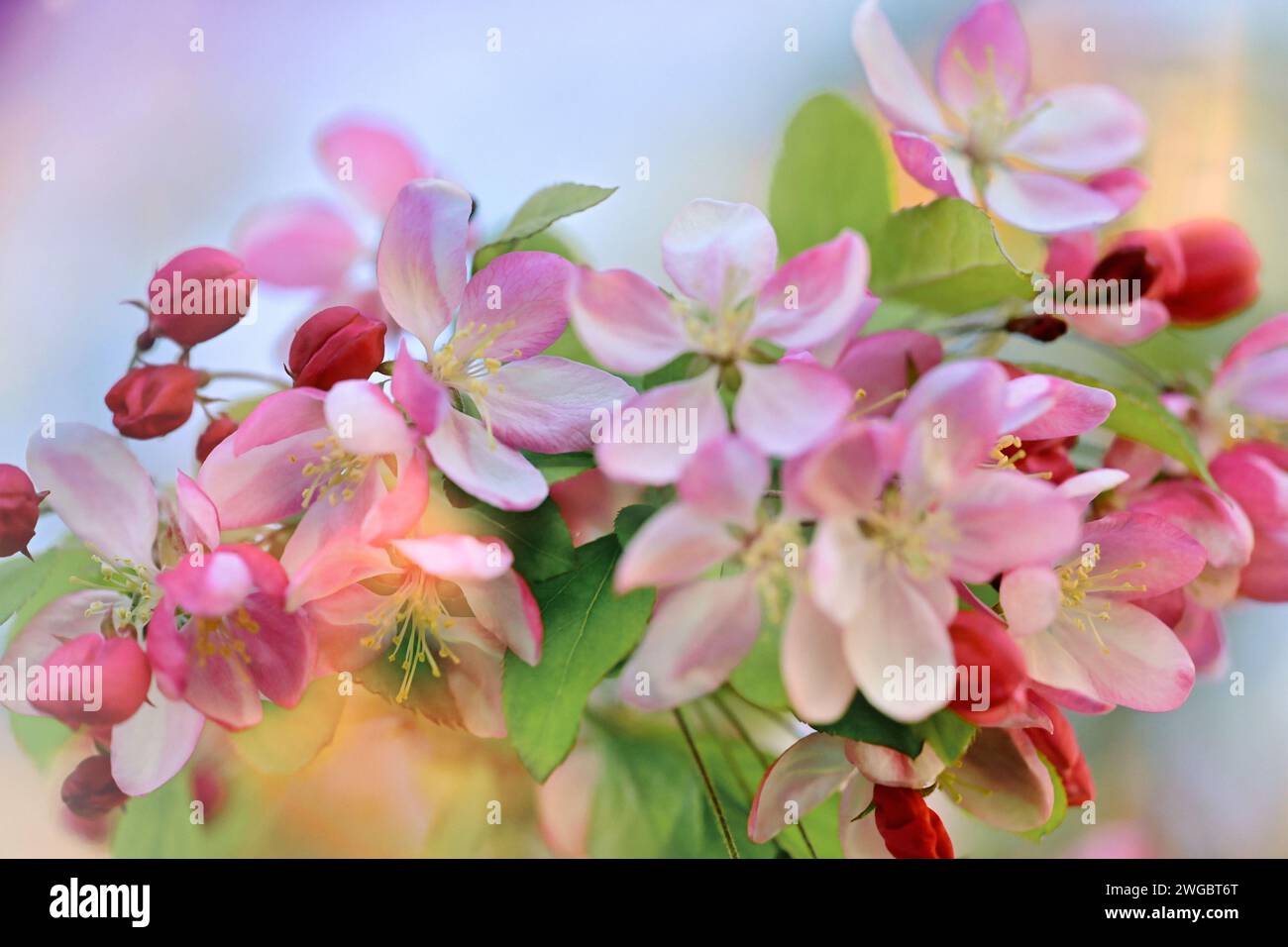 Close-up of Apple blossom flowers on a tree in spring, Switzerland Stock Photo