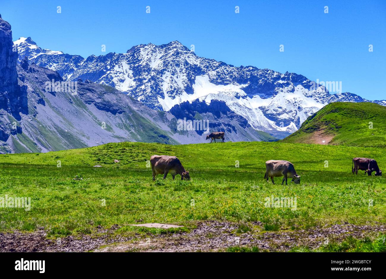Four Cows grazing in an alpine meadow, Switzerland Stock Photo - Alamy