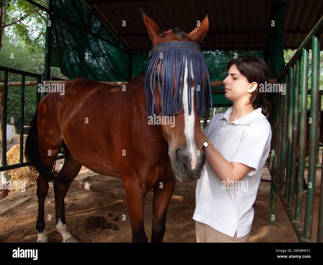 Teenage girl in a stable grooming her horse, New Delhi, India Stock Photo