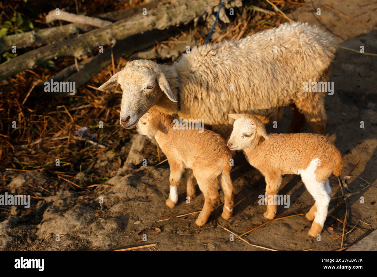 Ewe and two lambs, Bali Island, Sunderbans, West Bengal, India Stock Photo