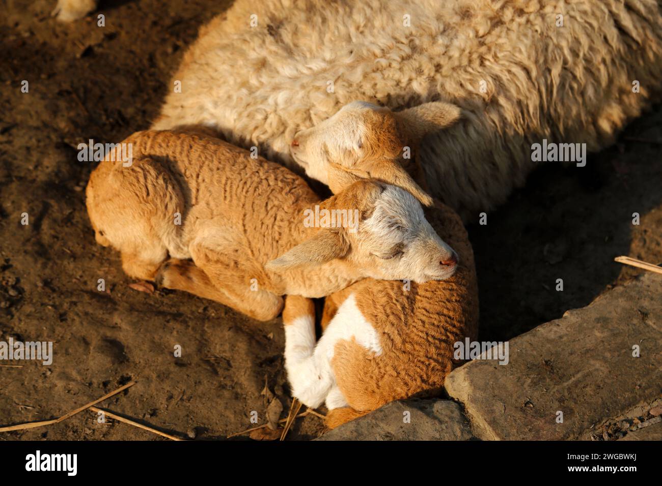 Close-up of a ewe with two lams, Bali Island in the Sunderbans, India Stock Photo