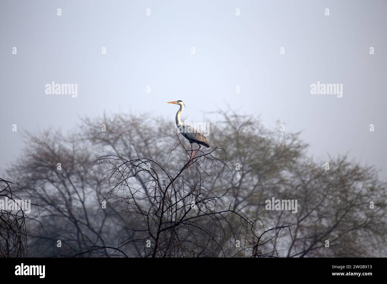 Grey Heron perched in a treetop, Bharatpur Bird Sanctuary, Rajasthan ...