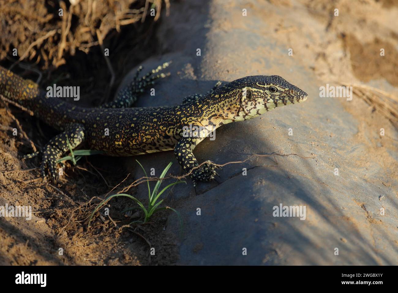 Varanus niloticus waran hi-res stock photography and images - Alamy
