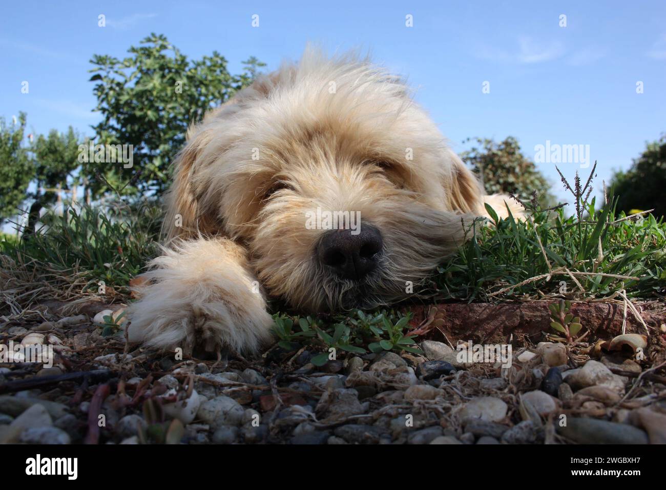 Close-up front view portrait of a white dog lying on grass Stock Photo ...
