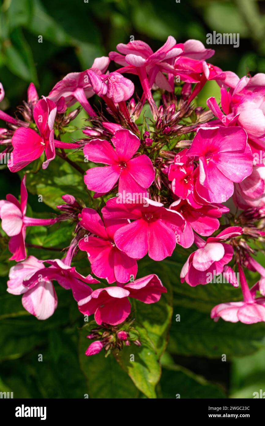 Beautiful bright pink phlox flowers in the garden in summer Stock Photo ...
