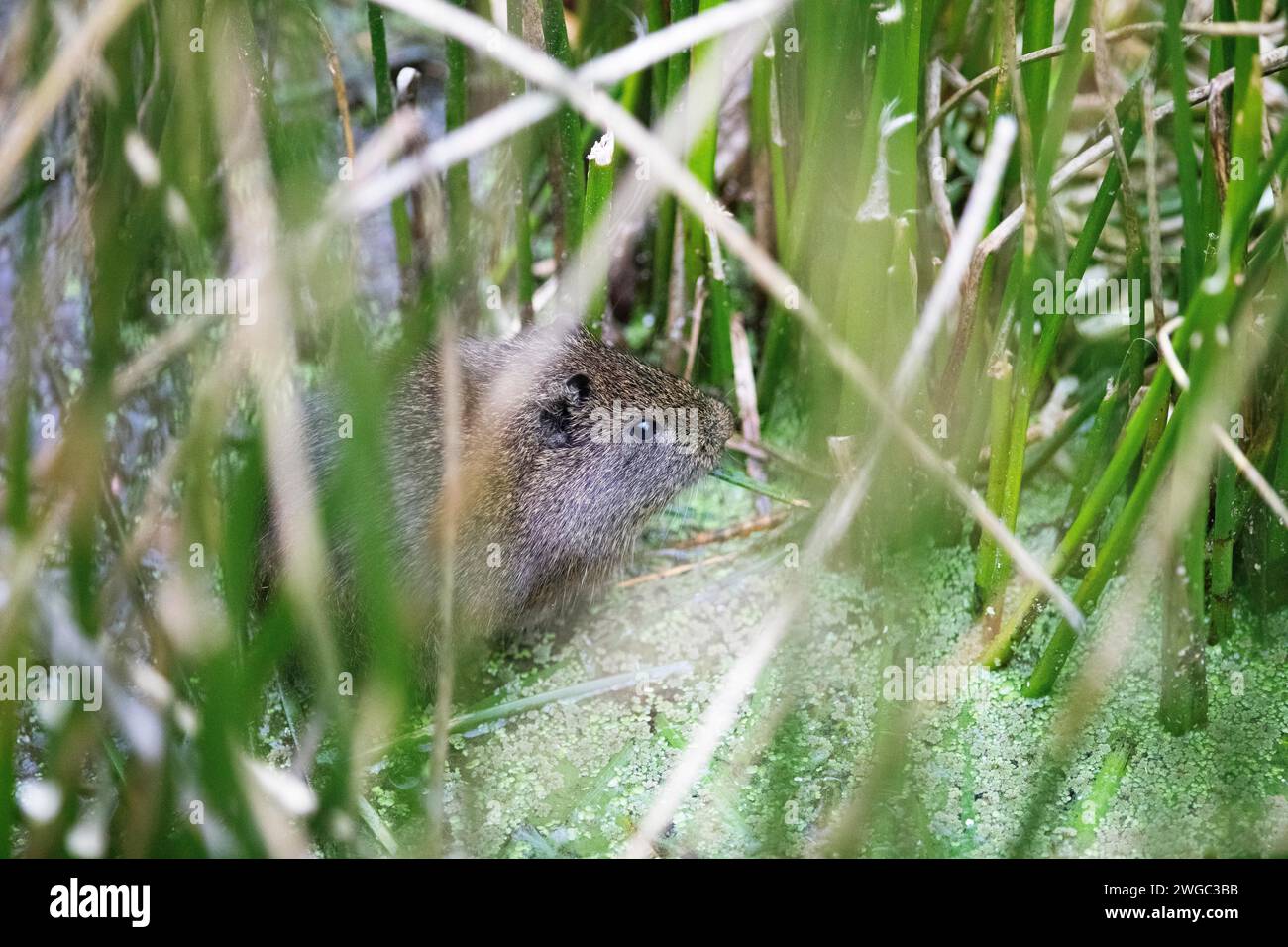 Cuy or guinea pigs (Caviidae) among rushes and stoh on Lake Titicaca, Puno Province, Peru Stock Photo
