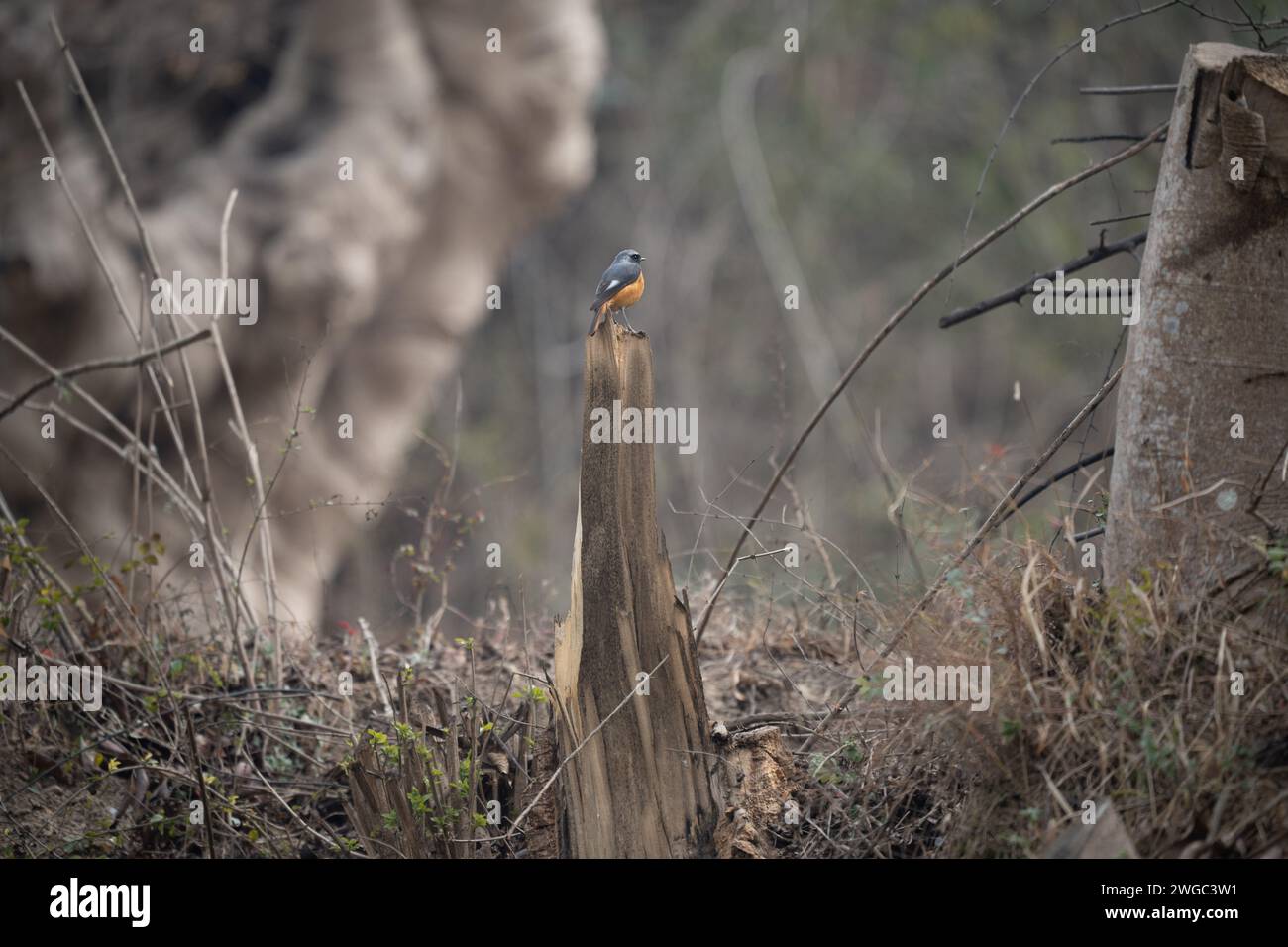An environmental shot of a Hodgsons Redstart bird on a dead tree stump. Stock Photo